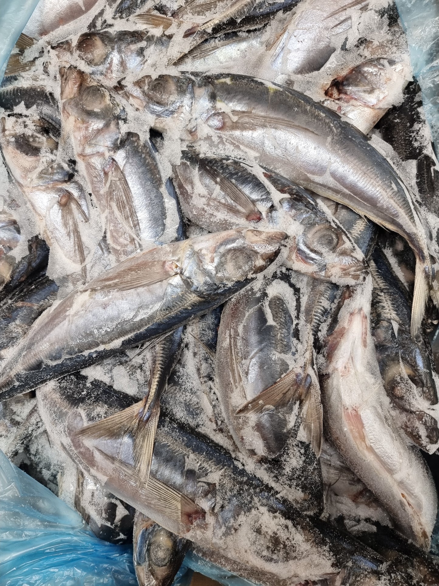 Thomson horse mackerel 1*20kg