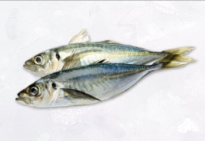 Thomson horse mackerel 1*20kg